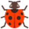 Coccinelle Colorée