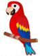Perroquet Bavard